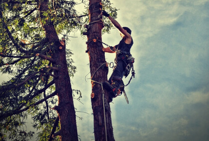 arborist cutting branches