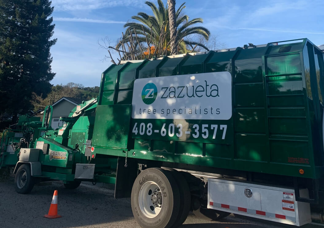 Zazueta truck in front of palm tree