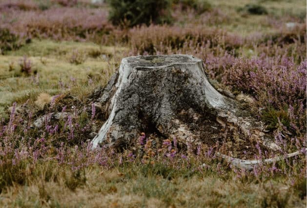 a tree stump surrounded by purple wildflowers. Zazueta tree specialists perform arborist consultations for folks all over the south bay area of california