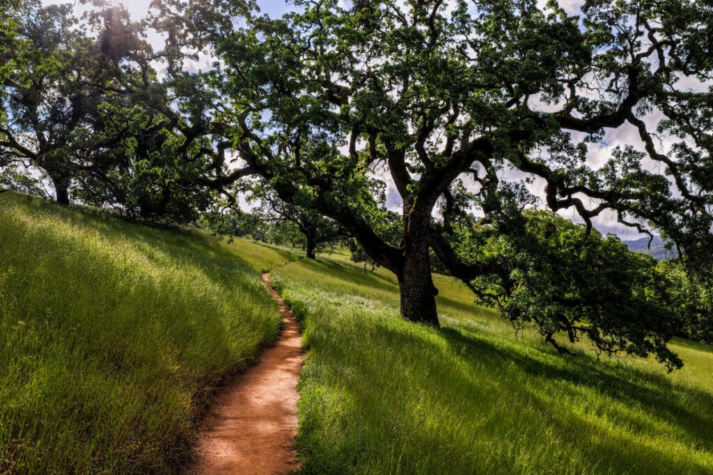 oak tree in morgan hill being evaluated by Zazueta morgan hill tree service