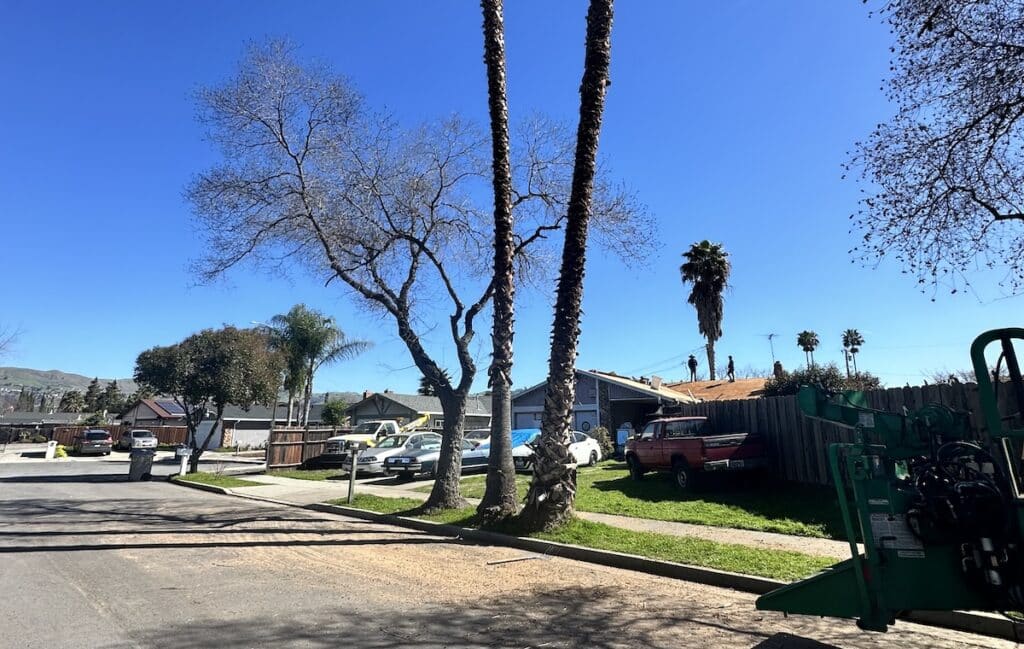 zazueta workers providing fremont tree service