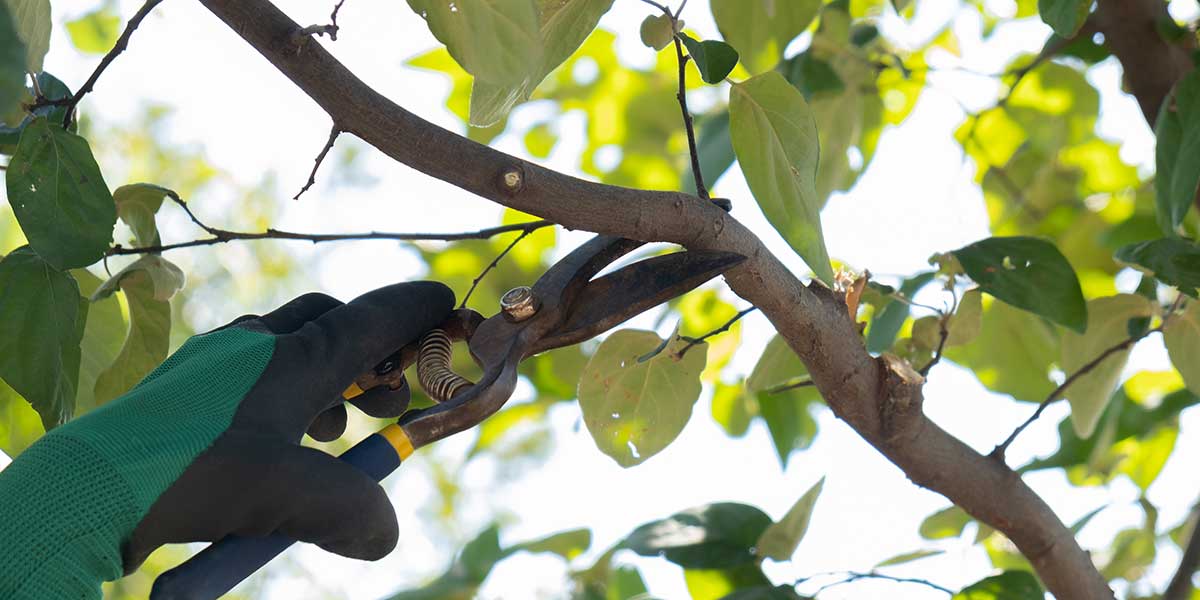 how often to trim trees - Zazueta Tree Specialists how often to trim trees