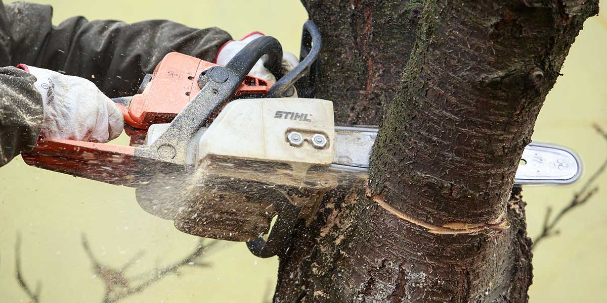 does cutting dead branches help a tree - Zazueta Tree Specialists does cutting dead branches help a tree