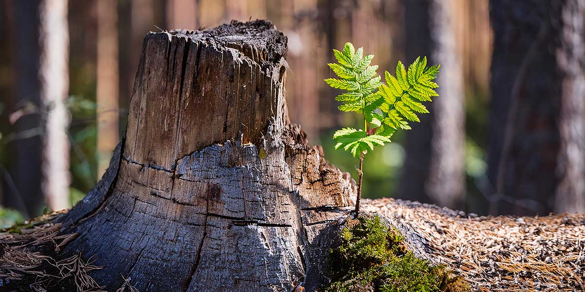 can a tree grow back from a stump - Zazueta Tree Specialists can a tree grow back from a stump