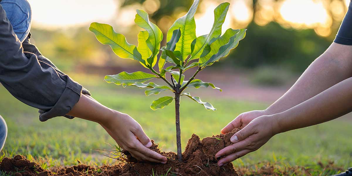 how to plant a tree - Zazueta Tree Specialists how to plant a tree