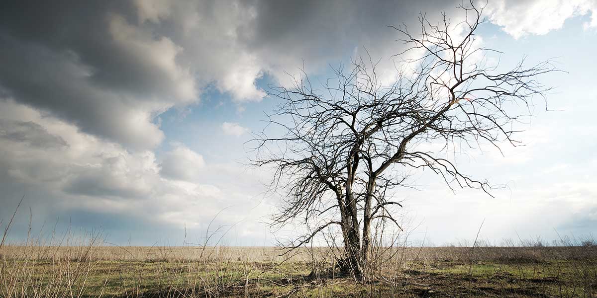 how long can a dead tree remain standing - Zazueta Tree Specialists how long can a dead tree remain standing