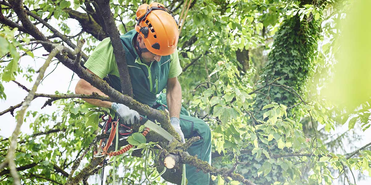 who is responsible for tree maintenance - Zazueta Tree Specialists who is responsible for tree maintenance