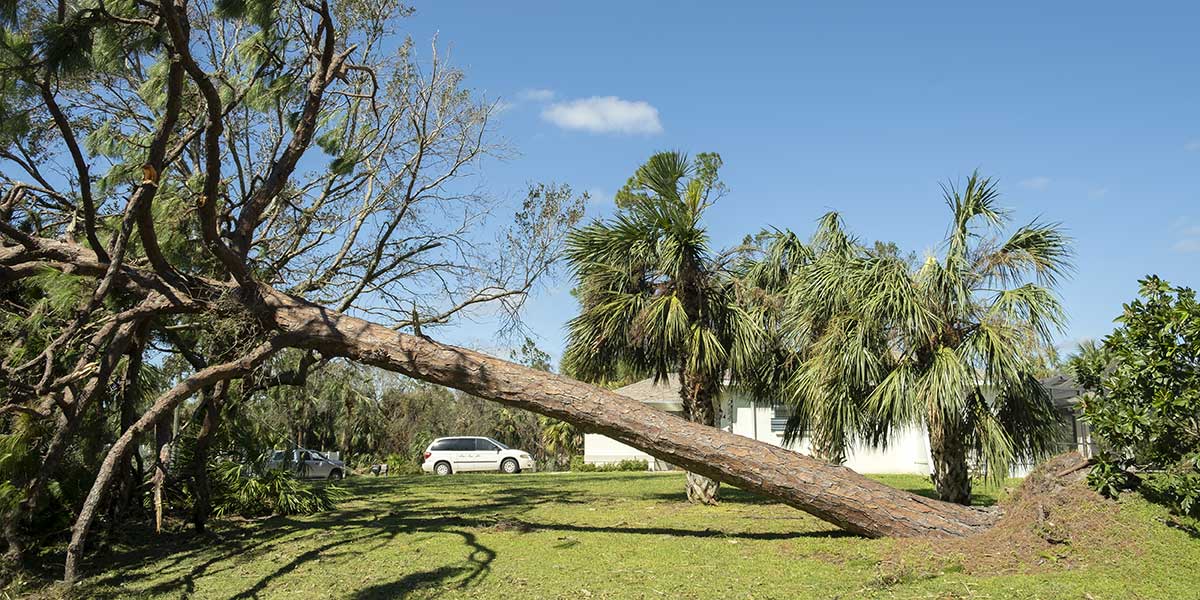 how far can a tree lean before it falls - Zazueta Tree Specialists how far can a tree lean before it falls