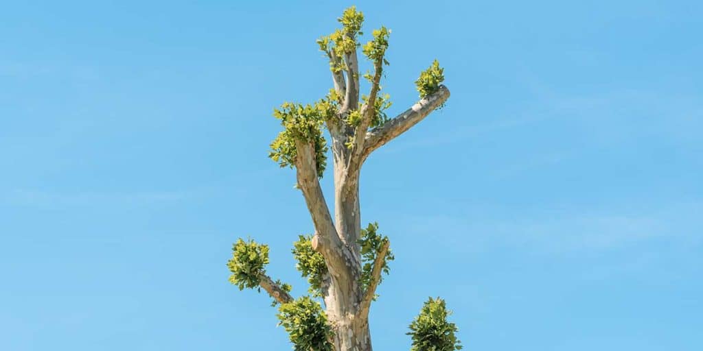 tree topping vs crown reduction