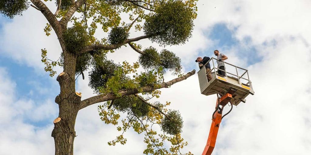 tree trimming