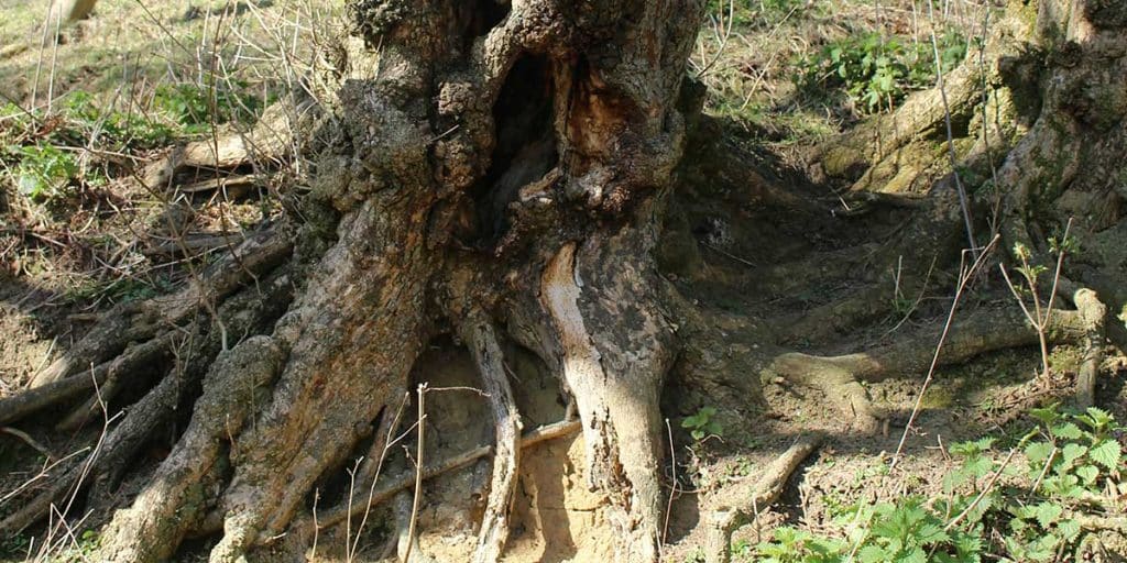 signs of root rot