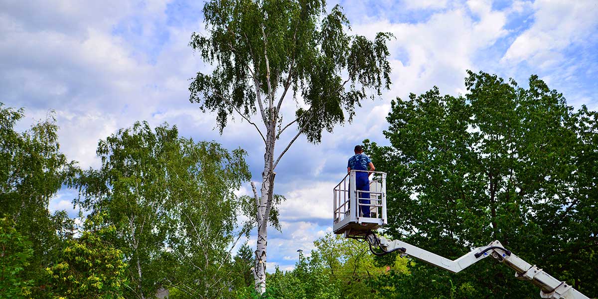 tall tree trimming - Zazueta Tree Specialists tall tree trimming