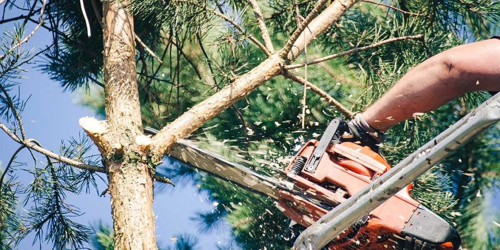 tree trimming vs pruning​