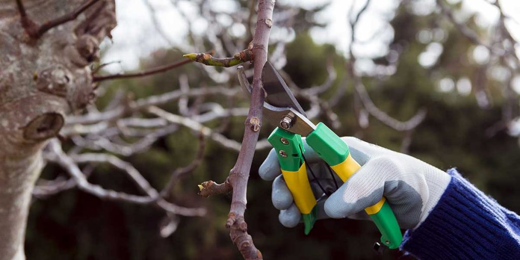 winter tree care