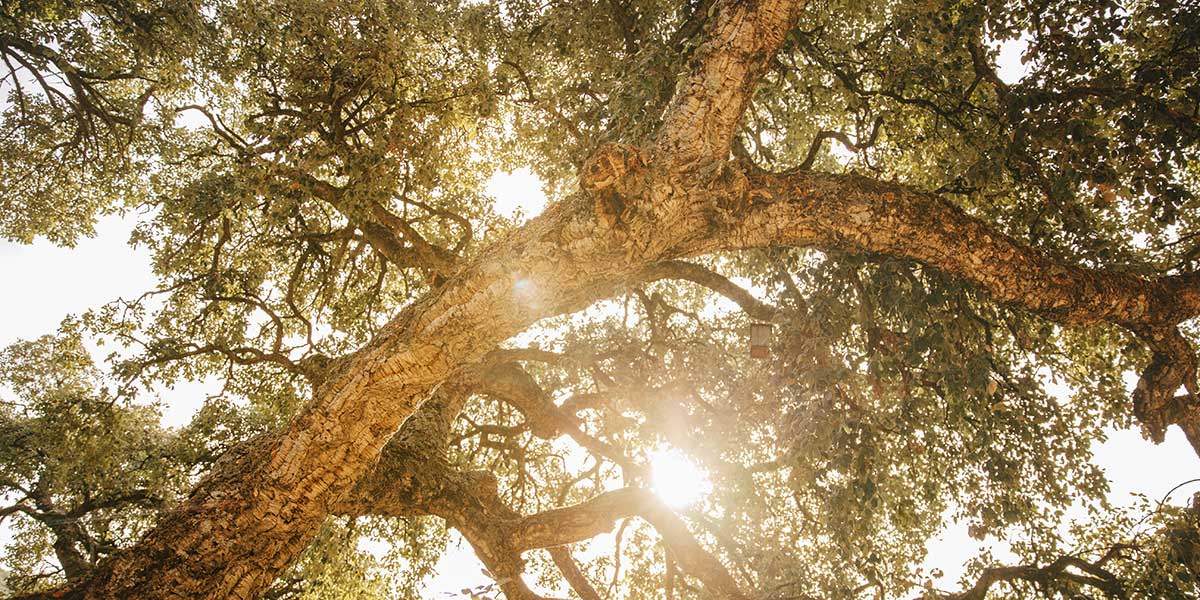 can trees recover from heat stress - Zazueta Tree Specialists Sunlight filters through the branches of a large leafy tree, creating a warm, dappled glow on the leaves and trunk.
