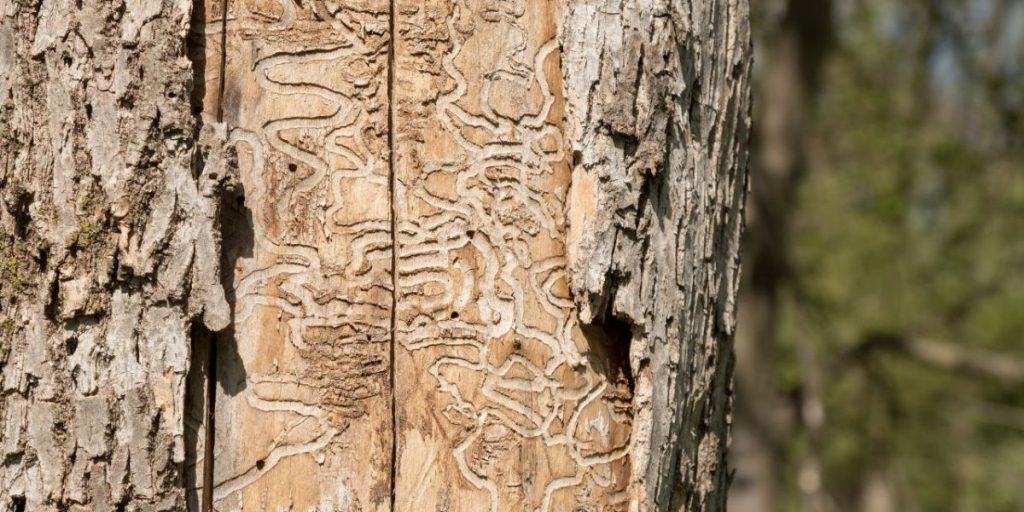 does tree bark grow back