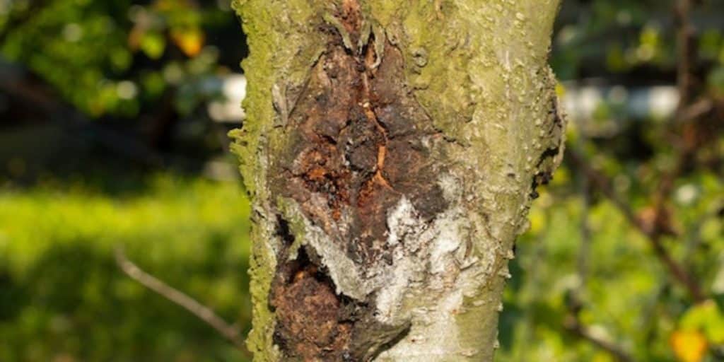 Tree leaves and branches showing symptoms of disease, discoloration, and decline in a residential landscape | What Are Common Tree Diseases