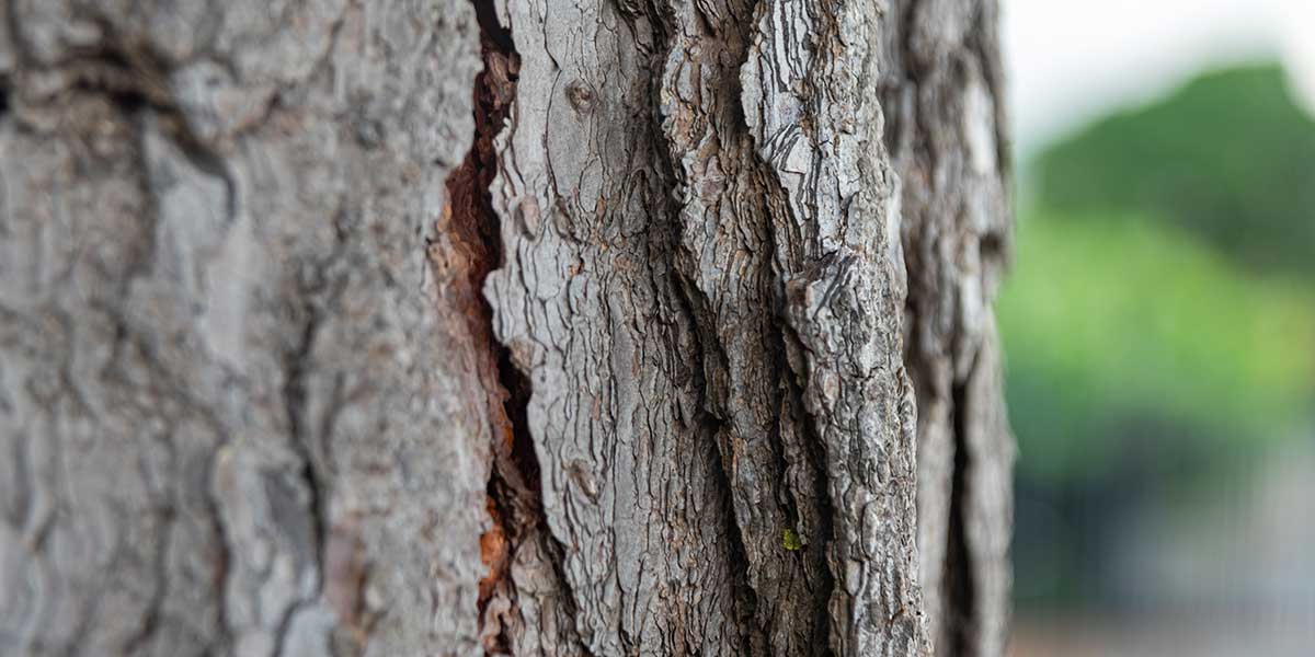 A close-up view of rough, deeply cracked tree bark, highlighting natural vertical fissures and texture on the tree trunk.