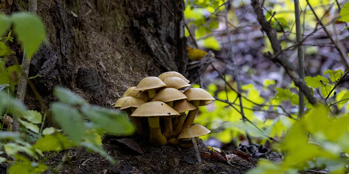 Cluster of light brown mushrooms growing densely around the base of a dark tree trunk surrounded by forest foliage.