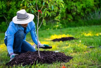 man doing tree planting in san jose